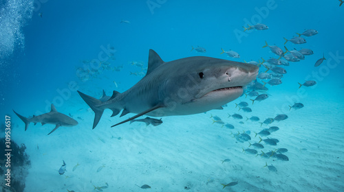 Tiger sharks at tiger beach in the Bahamas