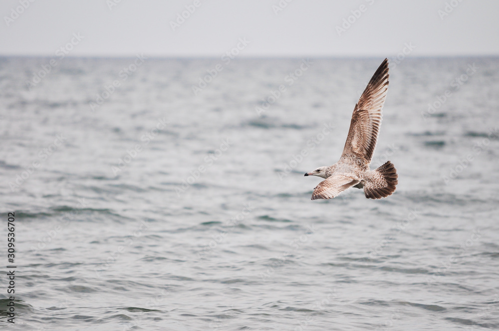 Seagull flying over Lake Ontario in Canada Seagull flying over Lake Ontario in Canada