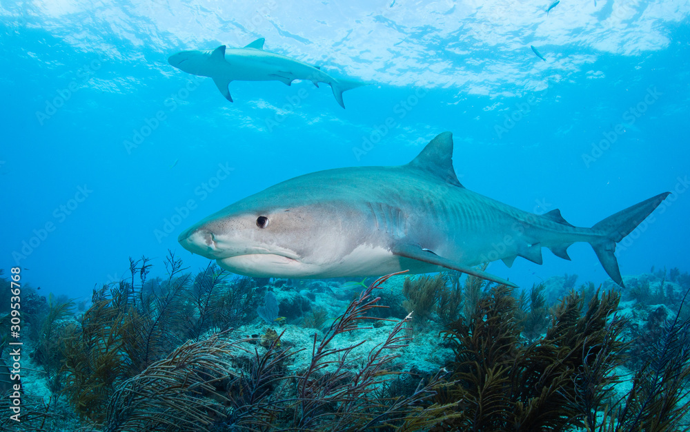 Tiger sharks at tiger beach in the Bahamas