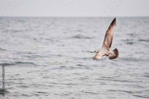 Seagull flying over Lake Ontario in Canada