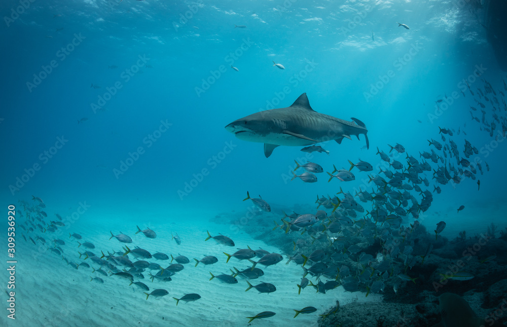 Obraz premium Tiger sharks at tiger beach in the Bahamas