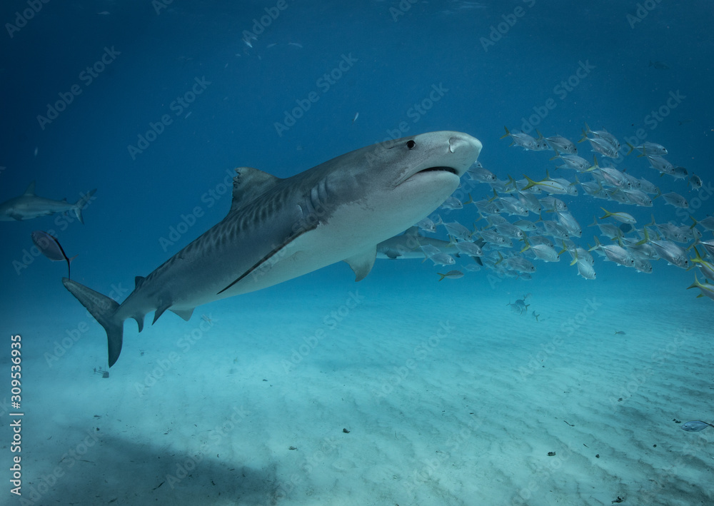 Fototapeta premium Tiger sharks at tiger beach in the Bahamas