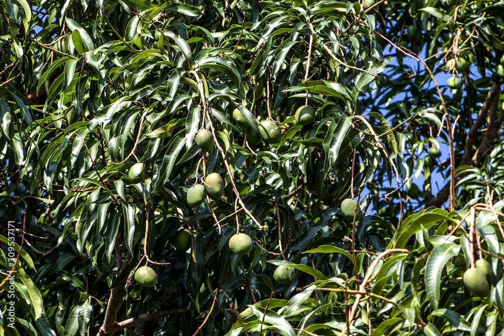 Green Mango Fruits are Ripening in Brazil Green Mango Fruits are Ripening in Brazil