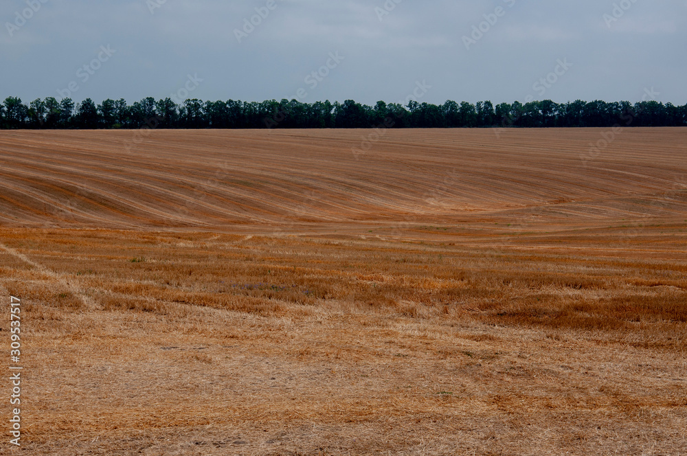 Hayfield. There are many stacks around. Meadow in the early autumn. Dry plants around. Gold colors. Green forest far away. Blue heaven with white clouds above Hayfield. There are many stacks around. Meadow in the early autumn. Dry plants around. Gold colors. Green forest far away. Blue heaven with white clouds above