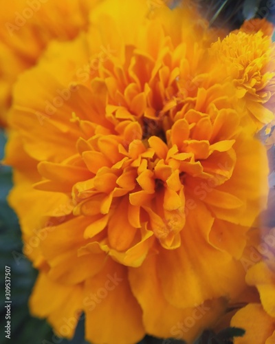 closeup of yellow flower © Милана Минина