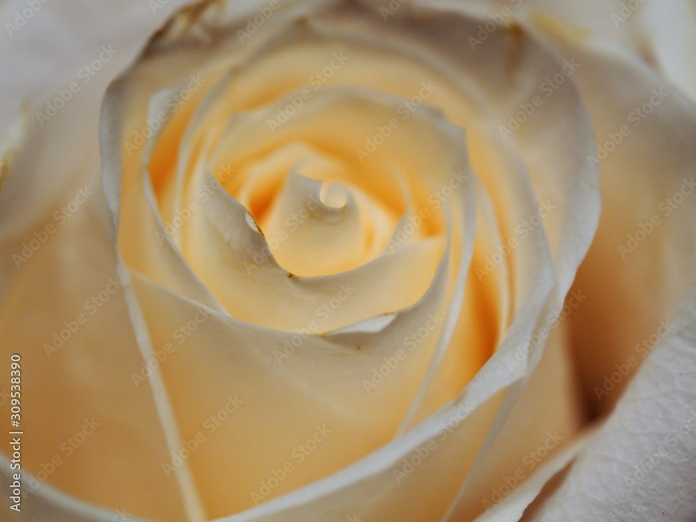 Close Up of Creamy White Rose Close Up of Creamy White Rose