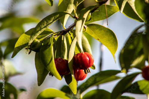 Detail of pitanga tree (Eugenia uniflora)  with fruits in Brazil photo