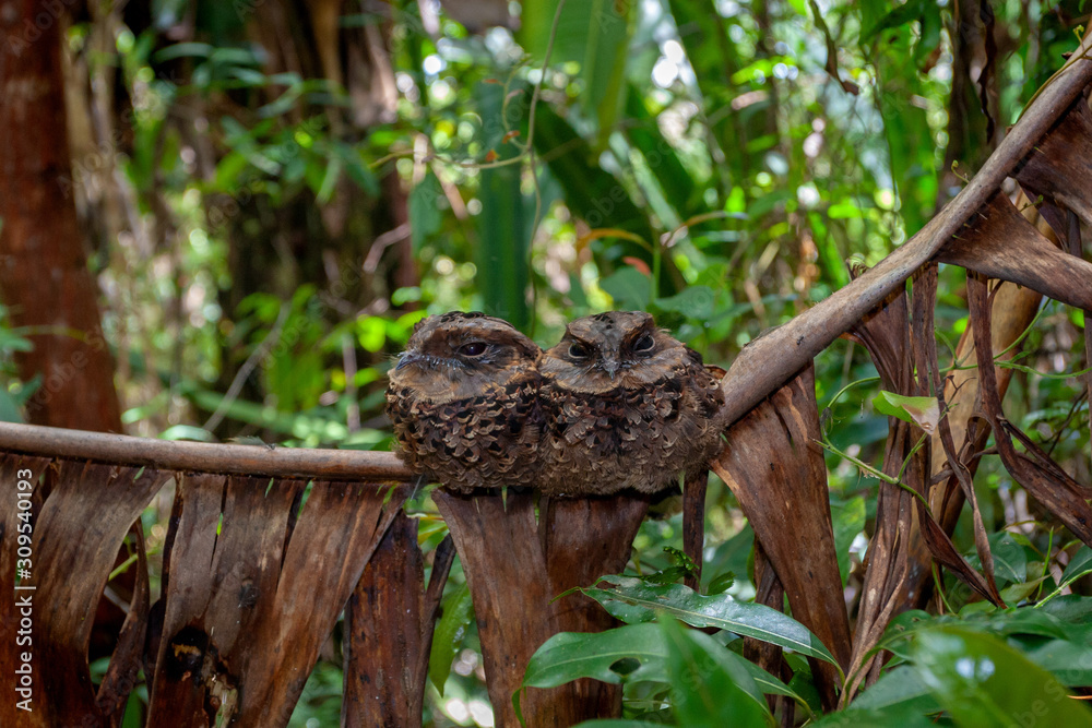 Pair of the Madagascan nightjar (Caprimulgus madagascariensis) perched on the branch