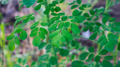 Moringa oleifera leaf, one of the plants with properties to kill cancer cells © Nabiru