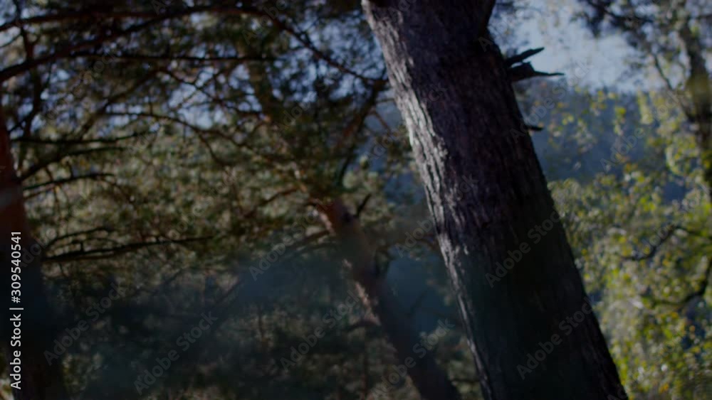 beautiful priestess dancing in the forest beautiful priestess dancing in the forest