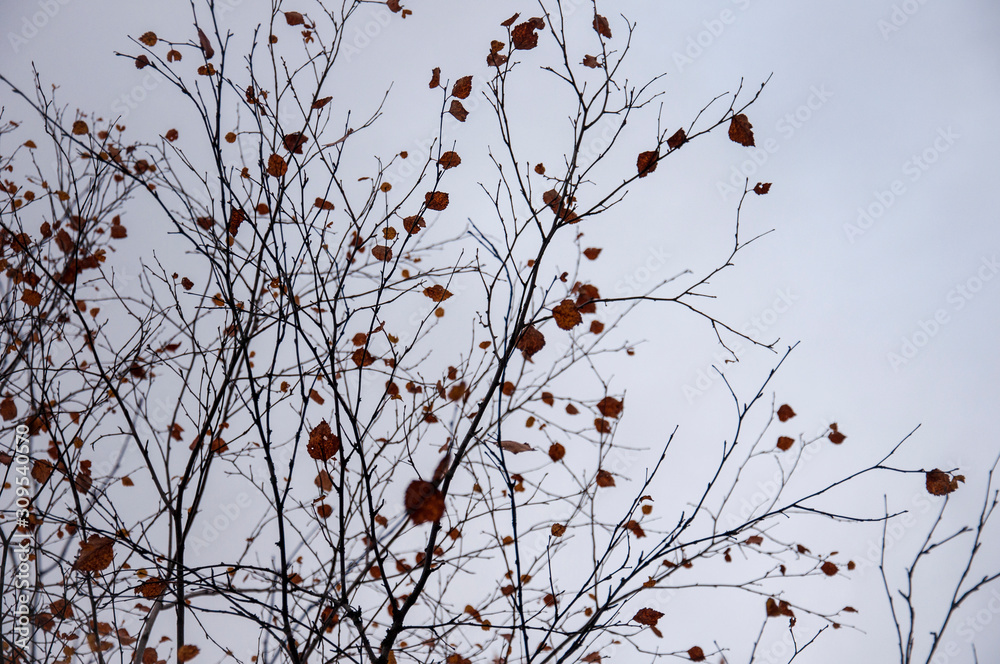 Naked birch tree with rare.... Nature landscape Naked birch tree with rare.... Nature landscape