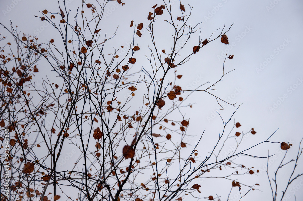  Naked birch tree with rare.... Nature landscape