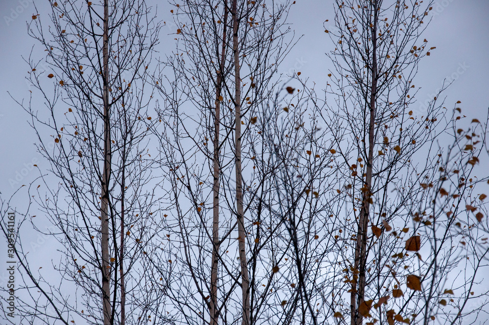 Naked birch tree with rare.... Nature landscape Naked birch tree with rare.... Nature landscape