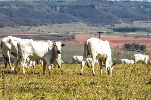 nelore cattle on pasture in Brazil