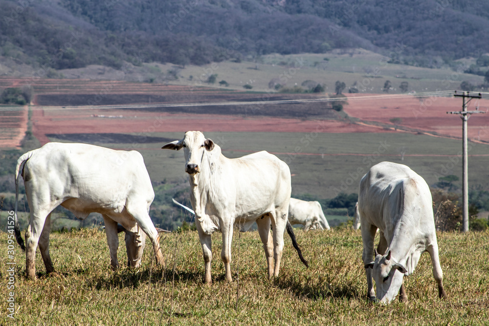 Nelore herd cattle on pasture in Brazil Nelore herd cattle on pasture in Brazil