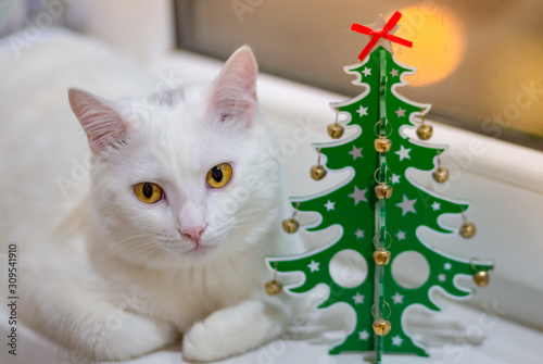 A white cat in anticipation of the holiday lies on a windowsill next to a wooden green Christmas tree