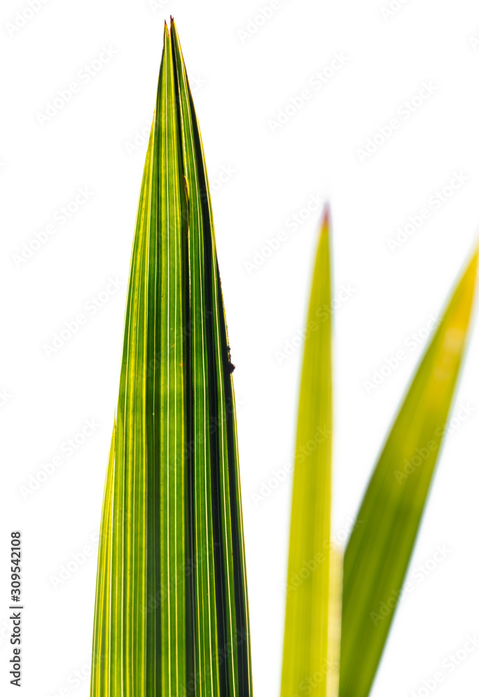 Green leaves of a date palm tree as background Green leaves of a date palm tree as background