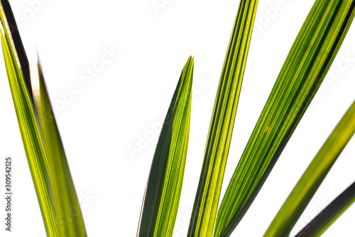 Green leaves of a date palm tree as background