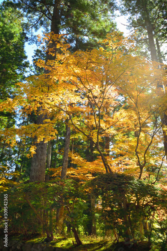 Yellow maple trees in forest in Koyasan, Japan