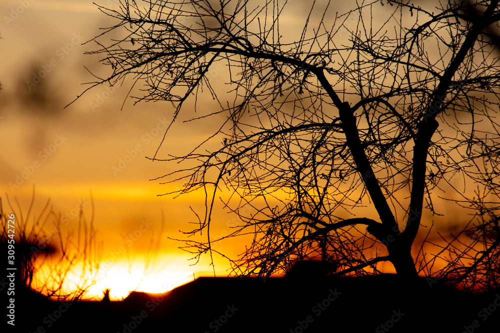 Tree branches on a sunset background