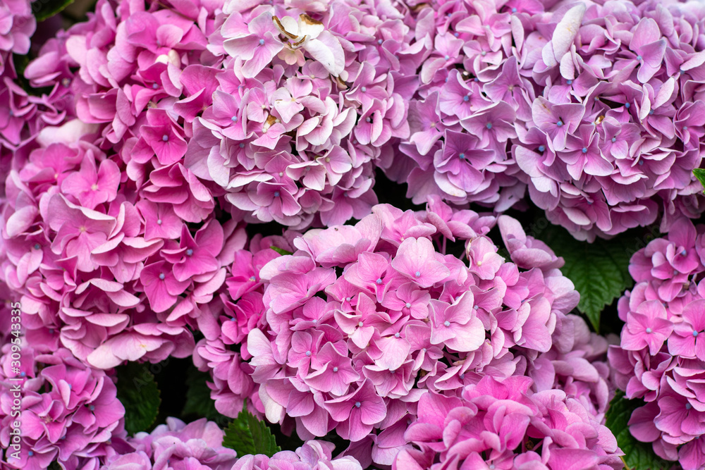 紫陽花 紫陽花