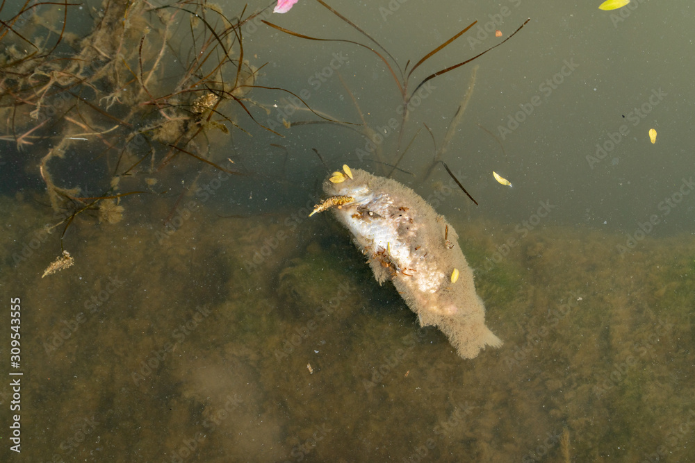 Dead fish floated in the dark water, water pollution Dead fish floated in the dark water, water pollution