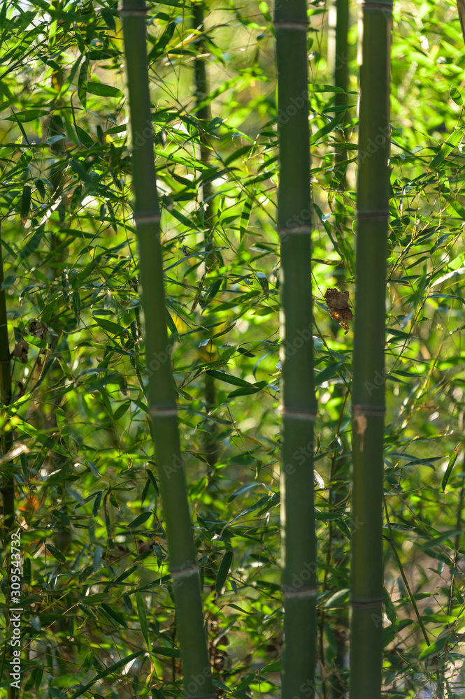 A dense thicket of very tall green bamboo A dense thicket of very tall green bamboo