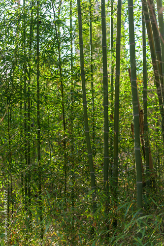 A dense thicket of very tall green bamboo