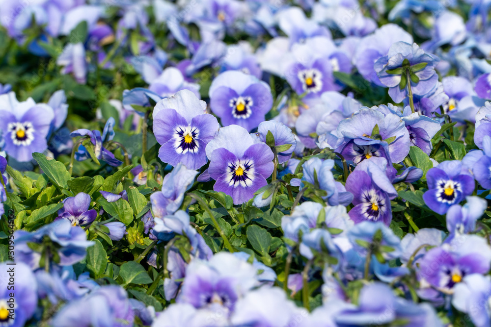 Beautiful violet pansy flower during spring time Beautiful violet pansy flower during spring time