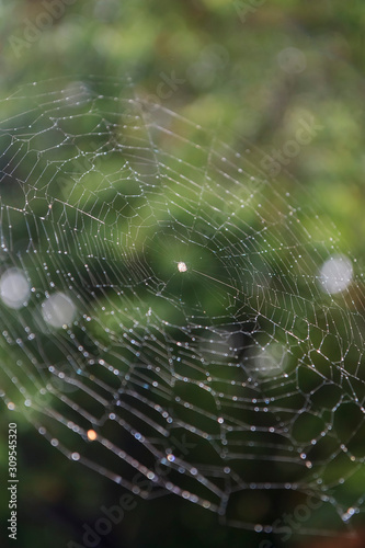 Orchard Orbweaver Spider on the web