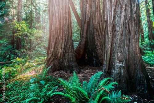 Canvas Print Sequoia and redwood tree trunks at daytime in Muir Woods National Monument near San Francisco, California USA