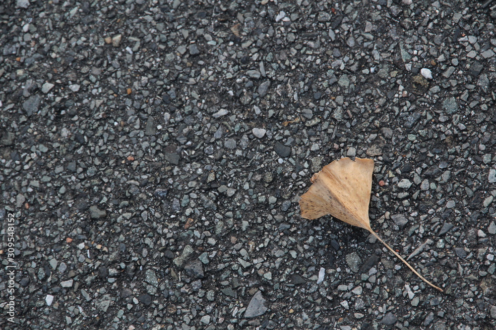 This is the fallen leaves of the yellow leaves of the ginkgo that had fallen on the asphalt road surface in the early winter that I took while taking a walk This is the fallen leaves of the yellow leaves of the ginkgo that had fallen on the asphalt road surface in the early winter that I took while taking a walk