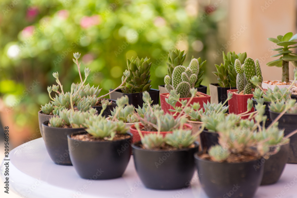 Small plants in pots Small plants in pots