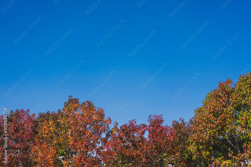 blue sky with colorful fall trees background blue sky with colorful fall trees background