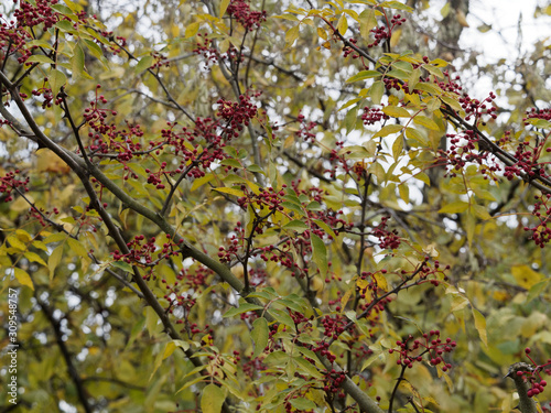 Zanthoxylum simulans or Chinese prickly-ash, a shrub with spines on stems, knobs on branches, black seeds of reddish brown berries, producing Sichuan pepper with unique aroma photo