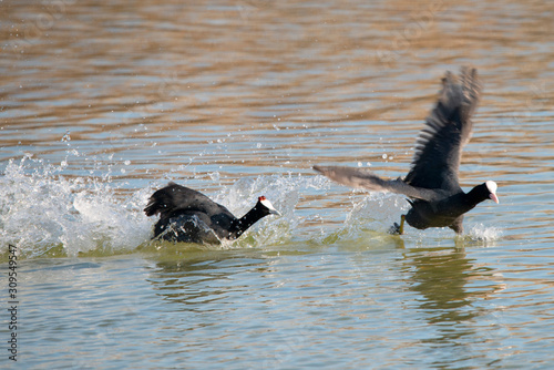 Red- Knobbed Coot in El Hondo Spain.