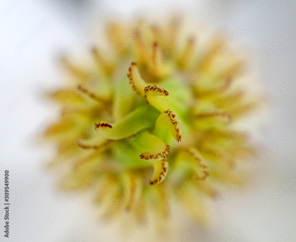 Macro close up of a flower center