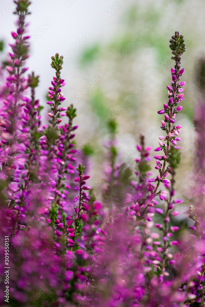 Calluna flowers in a garden Calluna flowers in a garden