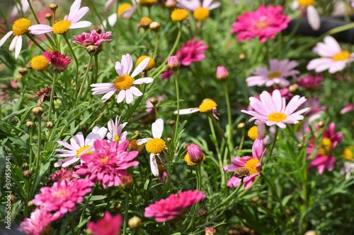 field of flowers in the garden