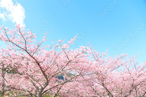 Canvas Print Blossom, Cherry blossoms, Flower