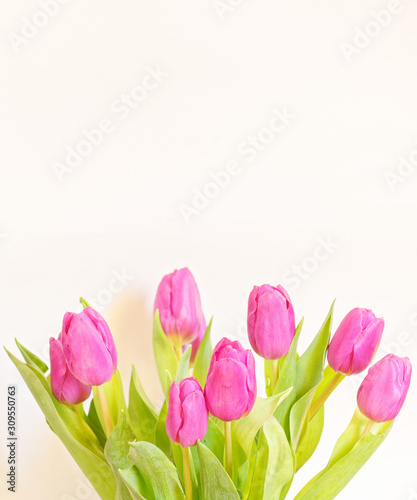 vibrant violet colored tulip flowers on plain white background, studio shot