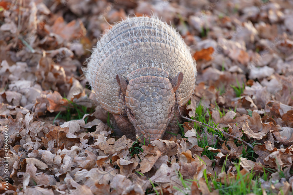 Cute armadillo in fallen leaves Cute armadillo in fallen leaves