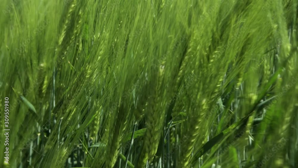 Close-up Field of beautiful spring rye and green wheat closeup for green industry. grass sways in the wind 4k Close-up Field of beautiful spring rye and green wheat closeup for green industry. grass sways in the wind 4k
