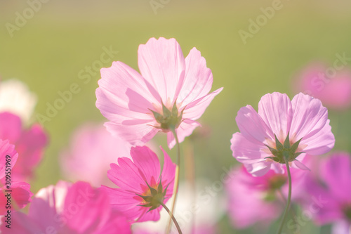 Pink cosmos flower and sunlight
