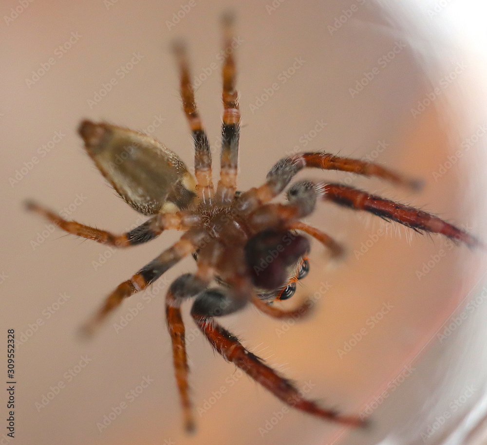 Hairy Big eyes Spider with deadly Fangs Hairy Big eyes Spider with deadly Fangs