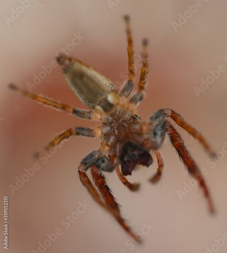 Hairy Big eyes Spider with deadly Fangs
