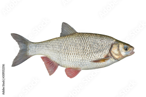 Photography Ide fish isolated on white background