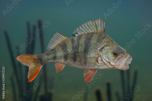 Perch fish isolated on natural underwater background