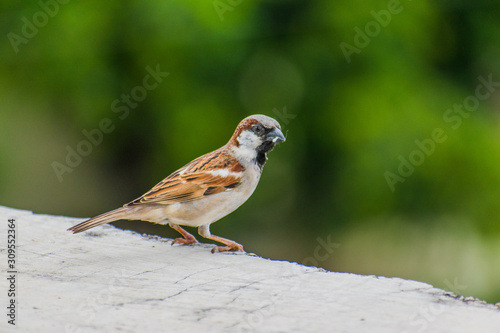 sparrow