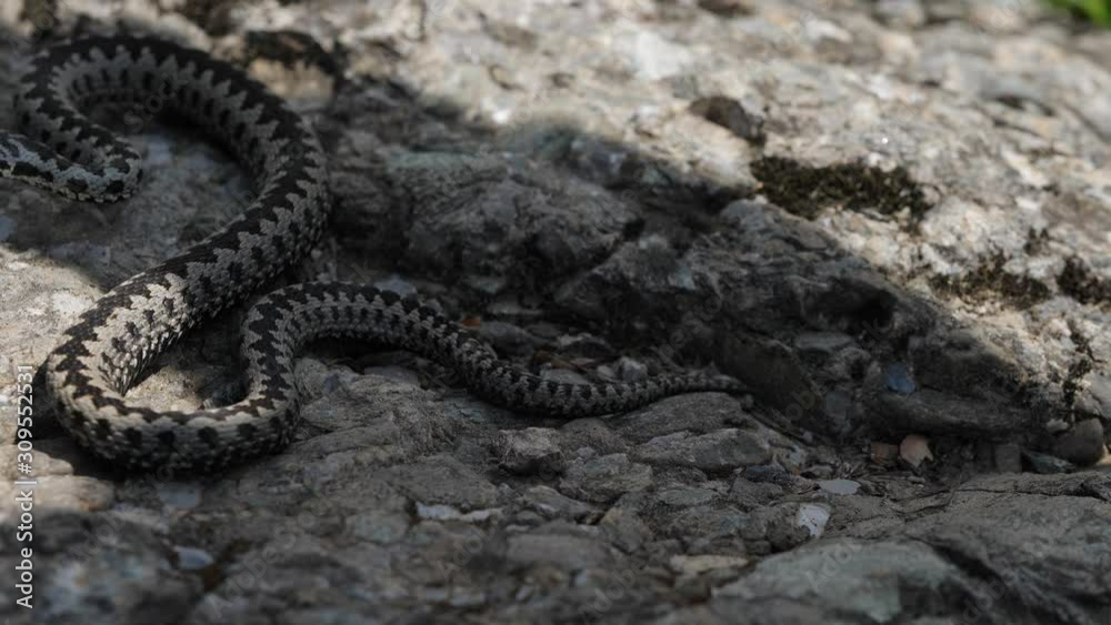 Herpetologist with wooden stick trying to catch the viper (Vipera berus) Herpetologist with wooden stick trying to catch the viper (Vipera berus)